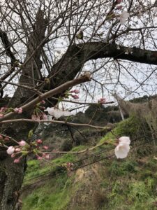 板山の桜