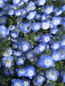 青い花・ネモフィラ