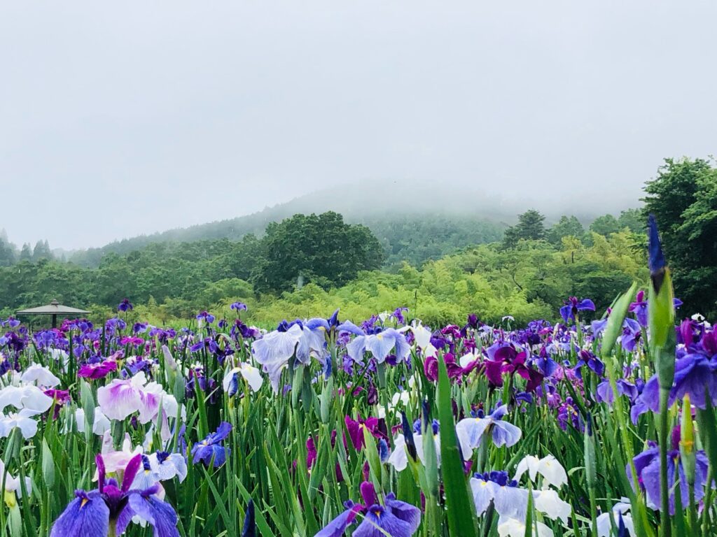 神楽女湖では、約80種、15,000株の花菖蒲